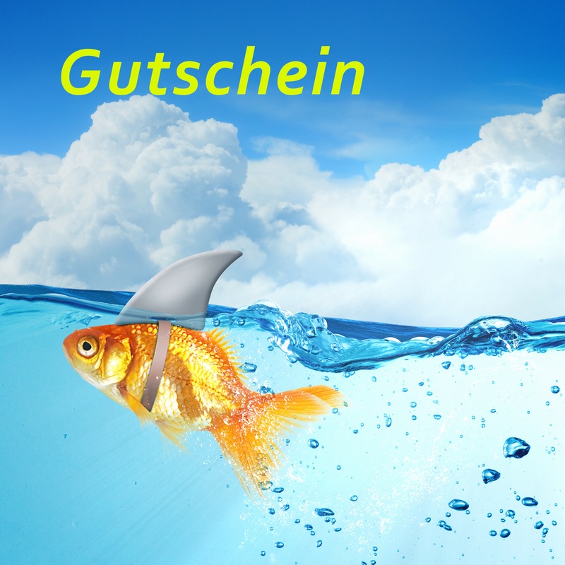 Little goldfish in water wearing shark fin to scare predators